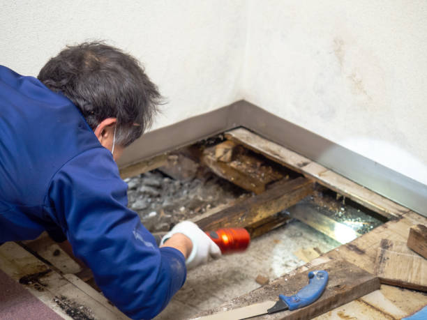 Best Post-Flood Mold Remediation in Erin, TN