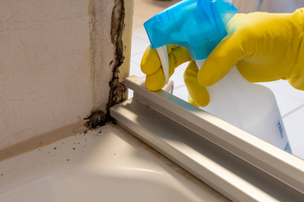 Best Commercial Mold Remediation in Erin, TN