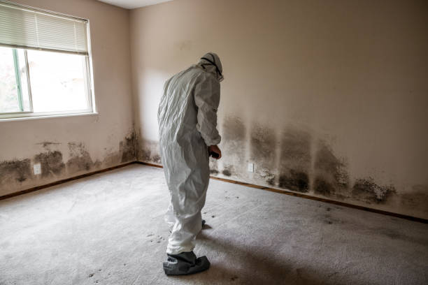 Best Basement Mold Remediation in Erin, TN